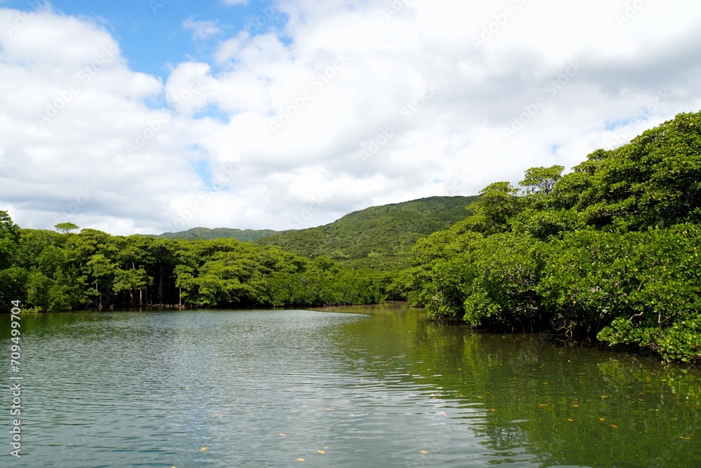 Nakama River in Mangrove Forest, Iriomote Island - Okinawa