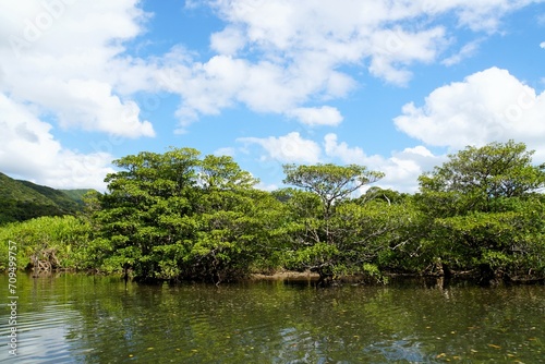Nakama River in Mangrove Forest, Iriomote Island - Okinawa photo