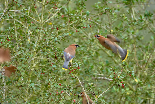 Cedar waxwings eating in Yaupon Holly tree with red berries