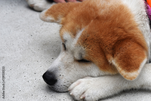 眠っている柴犬のクローズアップ　前足　耳が垂れている犬　目を閉じた photo