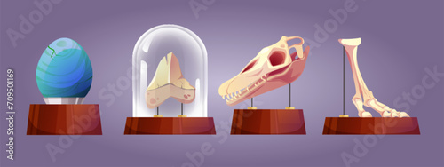 Science museum exhibits set isolated on background. Vector cartoon illustration of dinosaur egg, skull, skeleton bones on wooden stand under glass cover, prehistoric animal remnants, paleontology