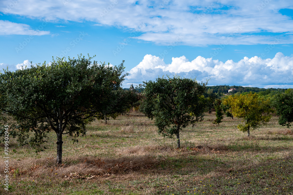 Truffle farm, cultivation of black winter Perigord truffles mushrooms, Tuber melanosporum, oak plantation, truffle hunting on fields with oak trees