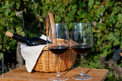 Tasting of Bordeaux blended red wine on green vineyards with rows of red Cabernet Sauvignon grape variety of Haut-Medoc vineyards, Bordeaux, left bank of Gironde Estuary, France photo