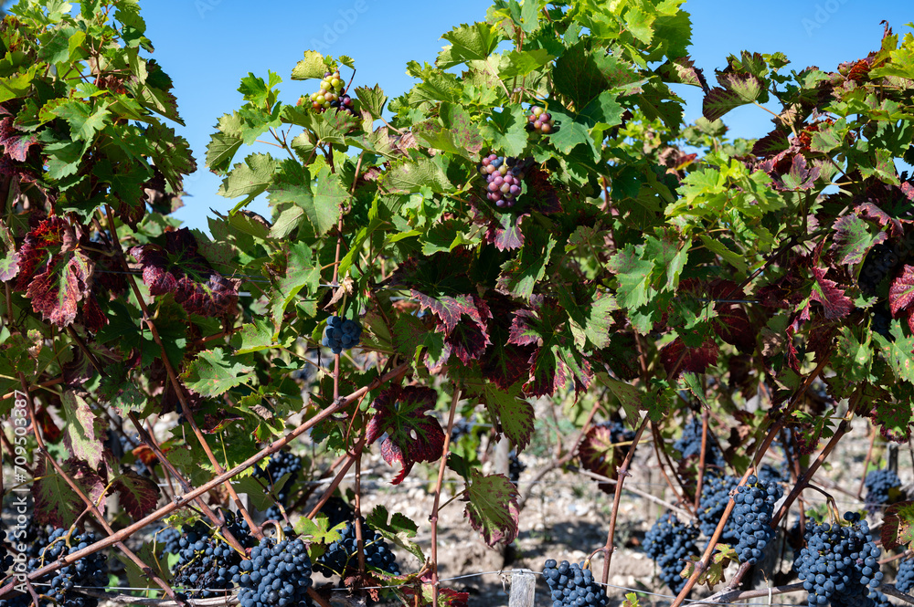 Fototapeta premium Vineyards in Pauillac village with rows of red Cabernet Sauvignon grape variety of Haut-Medoc vineyards in Bordeaux, left bank of Gironde Estuary, France, ready to harvest
