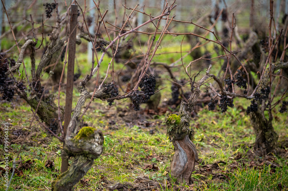 Winter time on Champagne grand cru vineyard near Verzenay and Mailly, rows of old grape vines without leave, wine making in France