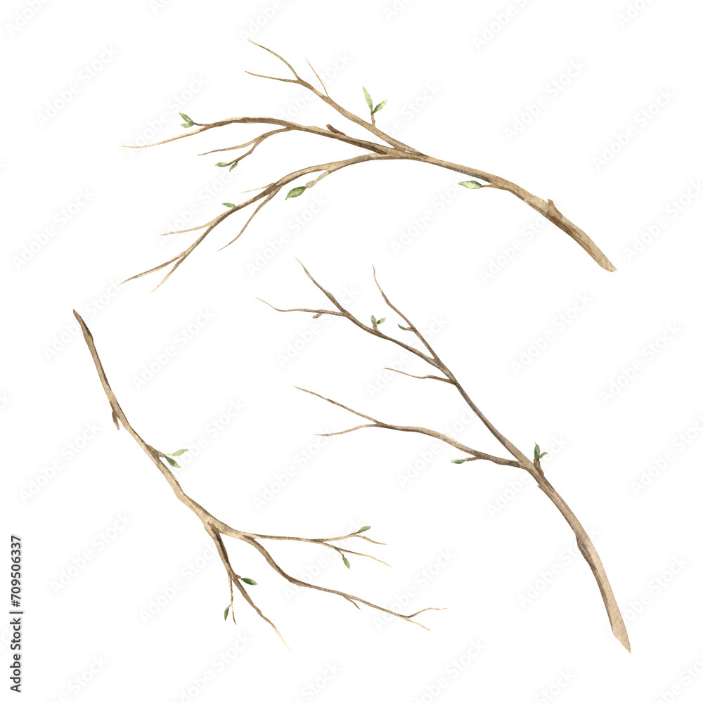 Watercolor set of tree branches. The illustration is drawn by hand. Sketch on isolated background for greeting cards, invitations, happy holidays, posters.
