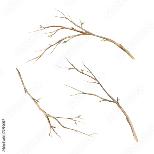 Watercolor set of tree branches. The illustration is drawn by hand. Sketch on isolated background for greeting cards  invitations  happy holidays  posters.