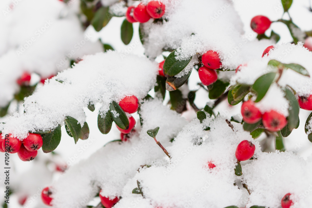 Red berries in snow. Frost on red berries with green leaves. Frozen nature. February landscape. Winter in parkland. Snowy forest in details. Cold weather in park. Christmas natural ornament. Red berries in snow. Frost on red berries with green leaves. Frozen nature. February landscape. Winter in parkland. Snowy forest in details. Cold weather in park. Christmas natural ornament.