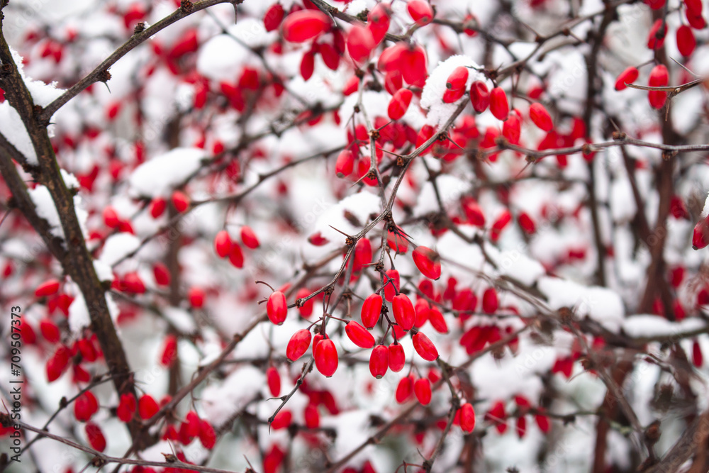 Red berries in snow. Frost on red berries. Frozen nature. February landscape. Winter in parkland. Snowy forest in details. Cold weather in park. Christmas natural ornament. Red berries in snow. Frost on red berries. Frozen nature. February landscape. Winter in parkland. Snowy forest in details. Cold weather in park. Christmas natural ornament.