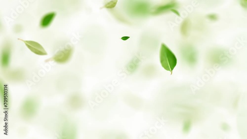 Leaves floating in the air swirling on white and black background with blue screen. Animation Seamless loop. 3D Render.