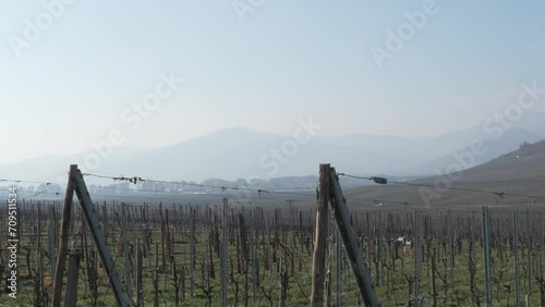 Scenic panoramic view of vineyard in the morning with surrounding mountain landscape in Kaysersberg, France. photo