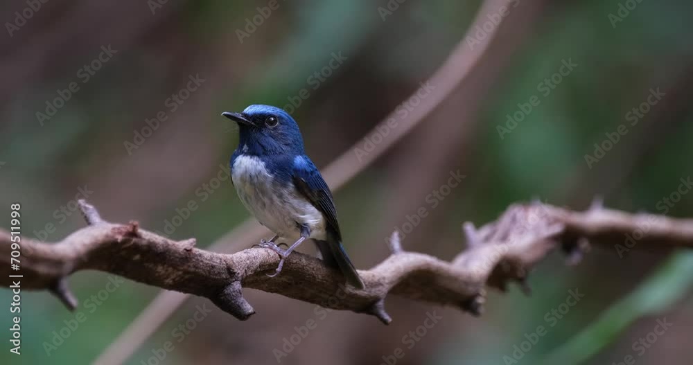 Tilts it's head to face to the left while perched on a vine as the camera zooms out, Hainan Blue Flycatcher Cyornis hainanus Thailand Tilts it's head to face to the left while perched on a vine as the camera zooms out, Hainan Blue Flycatcher Cyornis hainanus Thailand