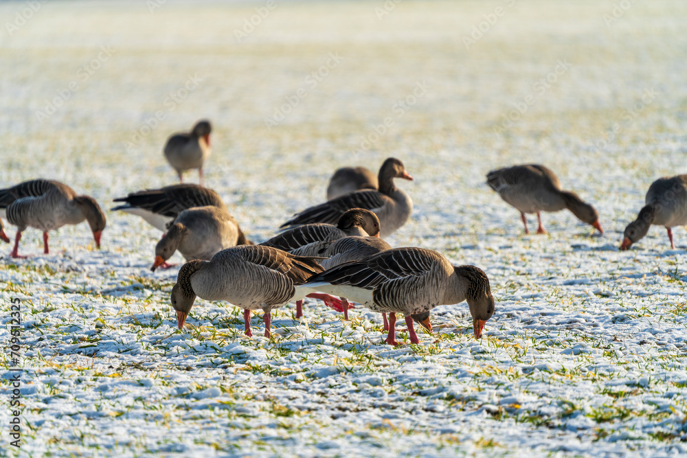 Fototapeta premium Duck search for food at icy grass land during winter time