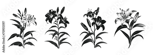Silhouette Set Of Lily Flower Isolated. Minimalist Illustration Style #709513197