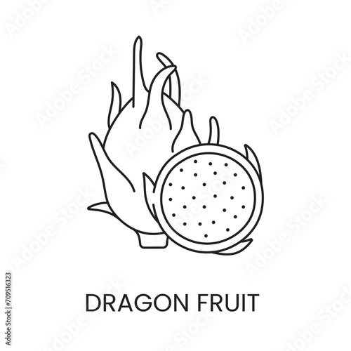 Pitahaya line icon in vector, dragon fruit illustration