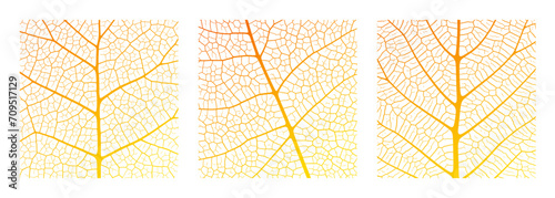 Leaf vein texture abstract background with close up plant leaf cells ornament texture pattern.