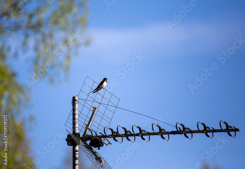 Obraz na płótnie Barn swallow bird sitting on an outdoor antenna on a summer day against blue sky. w salonie