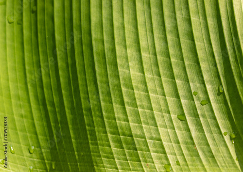 green texture leaf of plant as background.