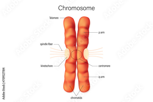 Structure of chromosome vector. Infographics. Biological study. chromatids, centromere, telomere, p arm and q arm. photo