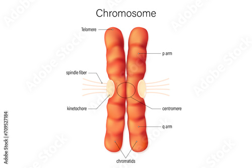 Structure of chromosome vector. Infographics. Biological study. chromatids, centromere, telomere, p arm and q arm.
