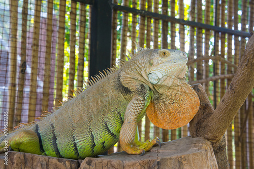 Lonely Iguana.A lonely iguana waits for someone to admire its beauty.