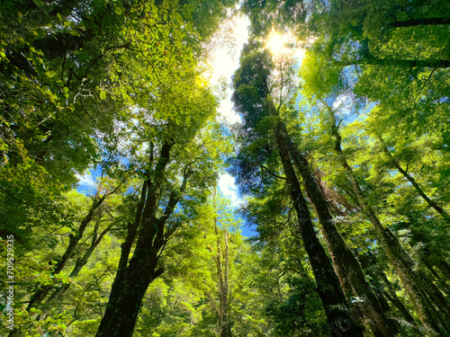 New Zealand native bush. Southern Beech forest in the Kaimanawa Ranges, central North Island. Light shining through trees. Beautiful nature.