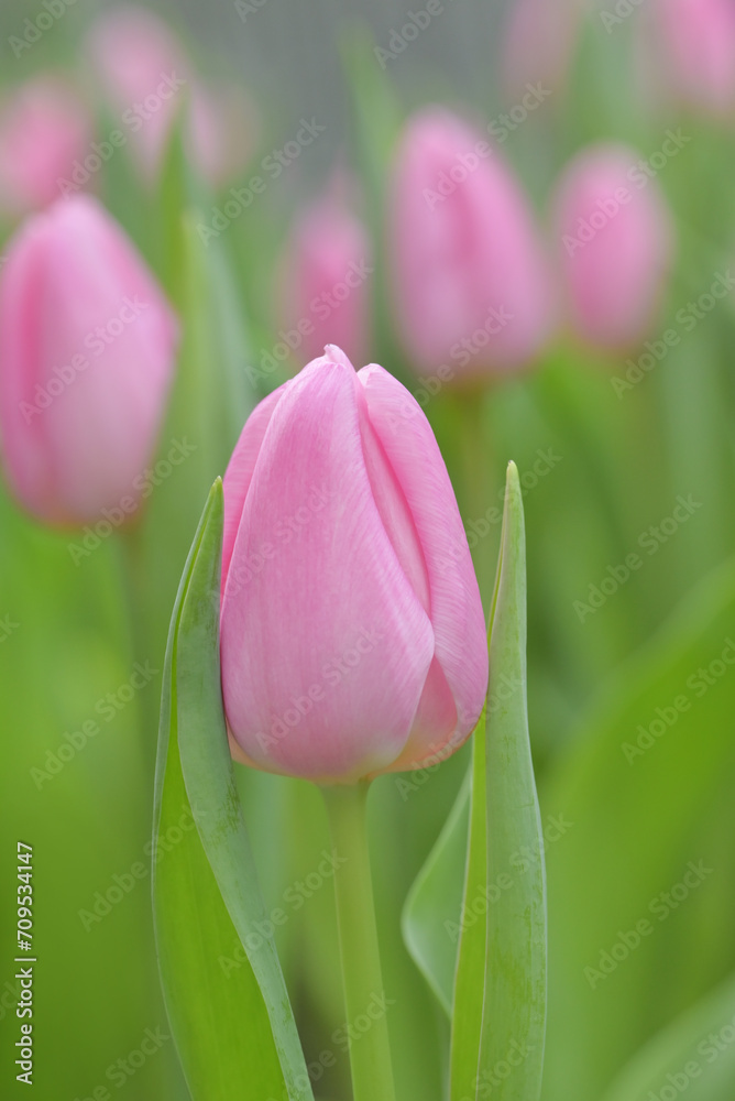 Close-up of sweet pink tulip flowers blooming in the garden with soft morning sunlight on a blurred background. Close-up of sweet pink tulip flowers blooming in the garden with soft morning sunlight on a blurred background.