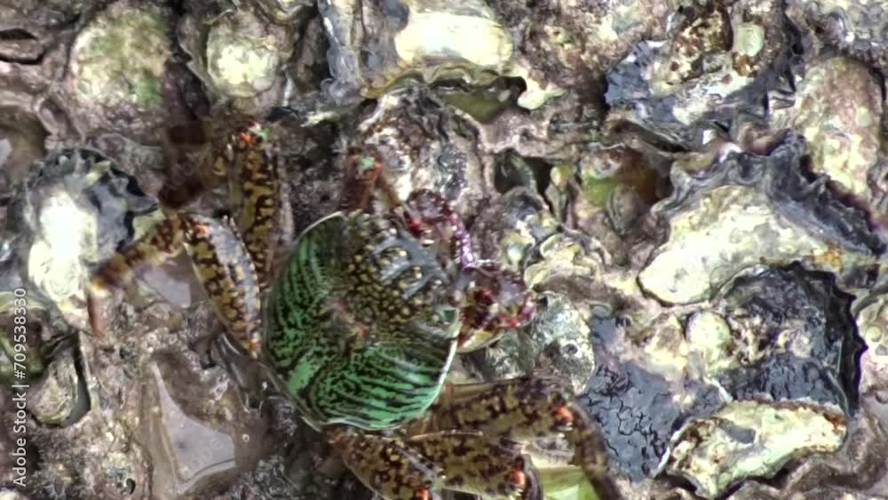 Grapsus albolineatus, shore crab (Grapsidae) moves sideways on shell rock. Close-up, slow motion video. Grapsus albolineatus, shore crab (Grapsidae) moves sideways on shell rock. Close-up, slow motion video.