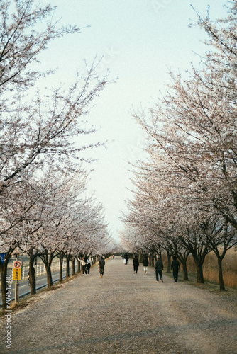 Wallpaper Mural 벚꽃길입니다 Torontodigital.ca