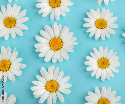 Fresh  white daisies on light pastel blue background. Beautiful flower pattern. Closeup.