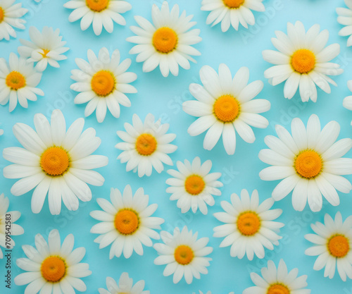 Fresh  white daisies on light pastel blue background. Beautiful flower pattern. Closeup.
