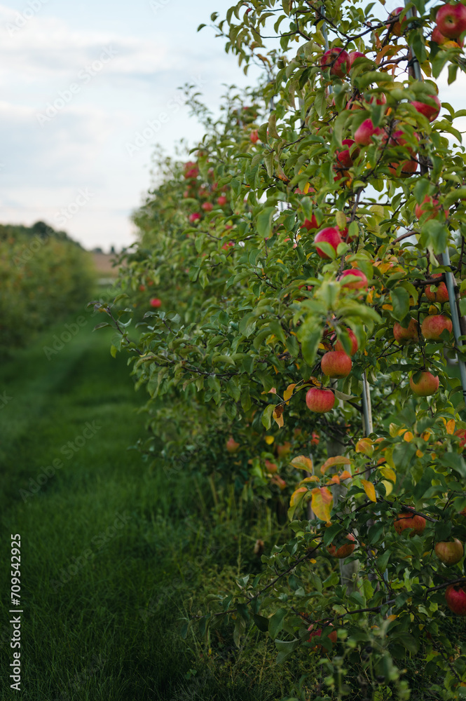 Ripe apples growing on trees in a row in apple orchard