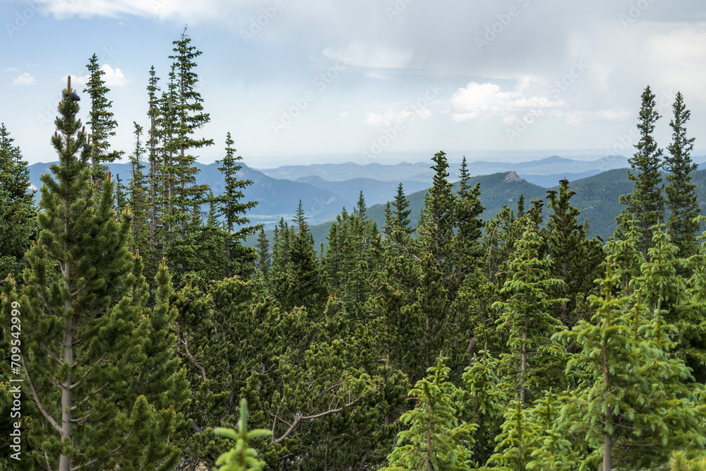 Beautiful view through a forest down on the foothills, Colorado