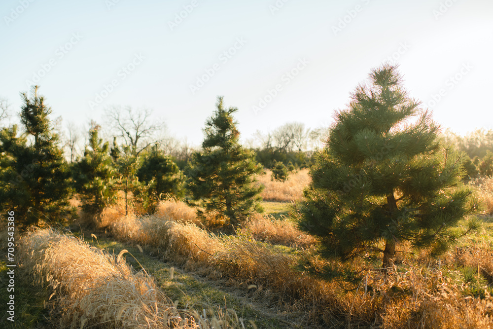 Christmas tree field in beige grass and bright sunshine