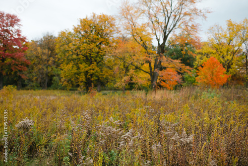 Autumn prairie field with fall foliage on trees in background