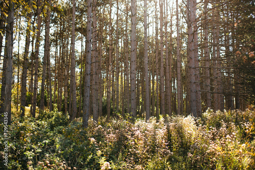 Pine tree forest landscape in the summer sunshine
