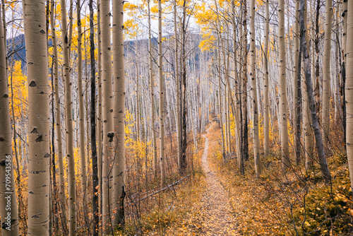 Aspen trees in fall in the Eagles Nest Wilderness, Colorado