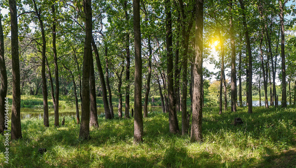 Panorama of the forest on a quiet sunny summer day. Panorama of the forest on a quiet sunny summer day.