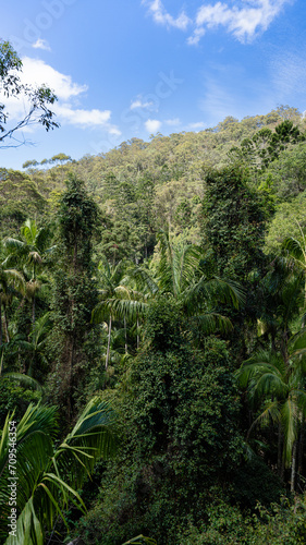 Rainforest, Tamborine Mountain, Queensland, 2023