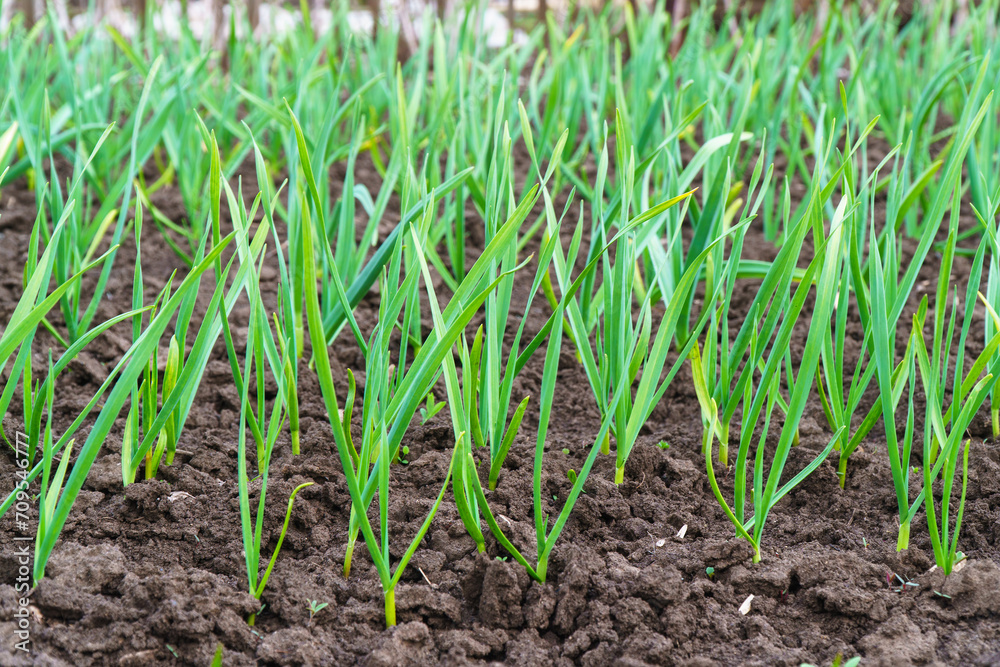 Young garlic sprouts in a garden bed or plantation Young garlic sprouts in a garden bed or plantation