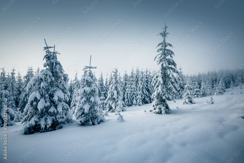 Obraz premium Winter landscape and snowy coniferous forest on a frosty day.