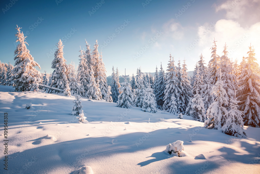 Fototapeta premium Fabulous view of snow-capped spruces on a frosty day glowing by sunlight.