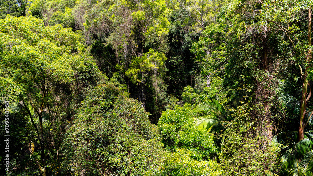 Rainforest, Tamborine Mountain, Queensland, 2023 Rainforest, Tamborine Mountain, Queensland, 2023