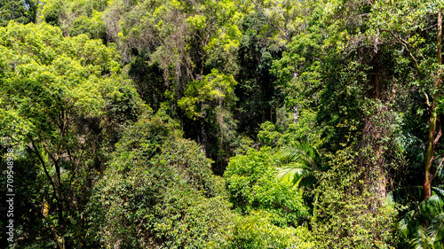 Rainforest, Tamborine Mountain, Queensland, 2023 © Eugene