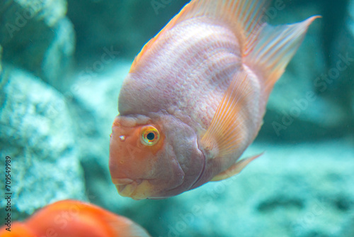 An orange goldfish in underwater. Animal portrait, photo contained noisy due to low light condition.