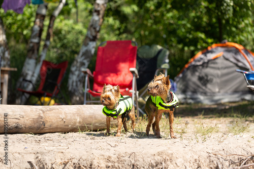 Two small dogs in swimming vests are standing on the shore in a tent camp © Natalya Ugryumova