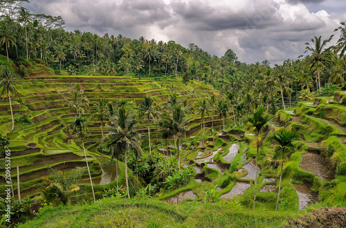 Reisterrassen in der Nähe von Ubud auf Bali