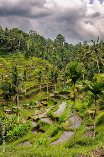 Terrassenförmiger Reisanbau bei Ubud auf Bali