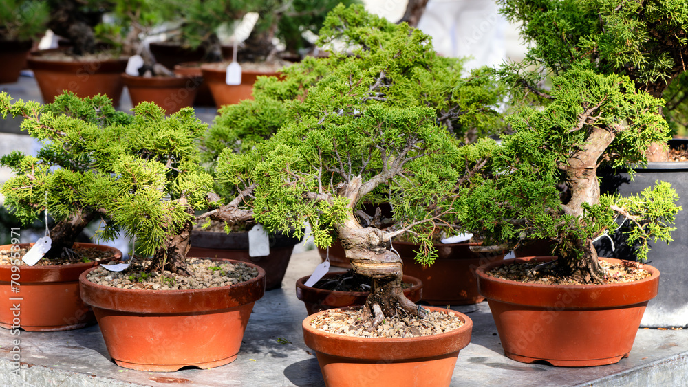 Bonsai market. Juniperus itoigawa is the finest juniper variety for bonsai. Bonsai market. Juniperus itoigawa is the finest juniper variety for bonsai.