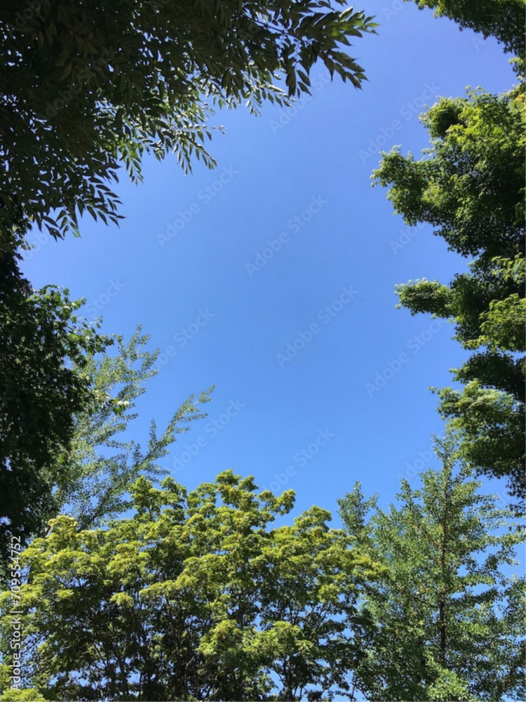 trees and sky trees and sky
